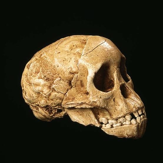 Taung fossil